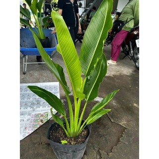 Cây chuối rẻ quạt, Cao 70cm lá xanh mướt sức sống cực mãnh liệt,dễ chăm sóc mang phong thủy tốt cho gia chủ