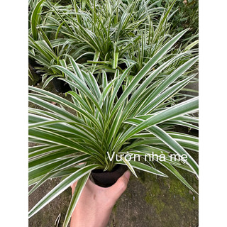 Bụi cỏ lan chi ( lan bạch chỉ) thanh lọc không khí