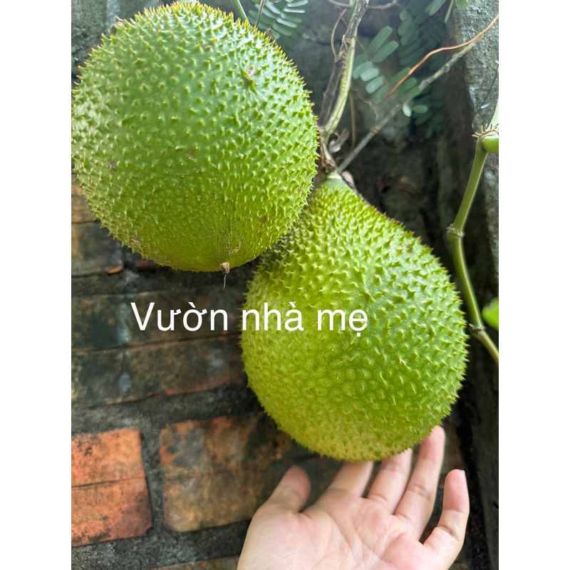 Cây gấc giống cao sản