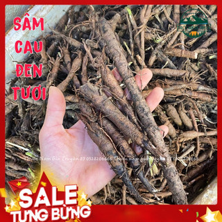 ✅Sâm Cau Đen (Tiên mao) Thượng hạng tốt cho sinh lực nam giới -Thuốᴄ Nam Gia Truyền 27