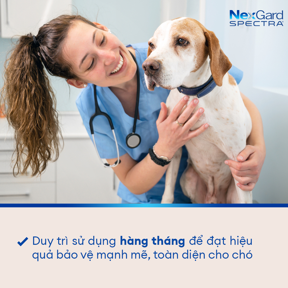 [DATE 10/2024]NexGard SPECTRA-Viên nhai phòng&trị nội, ngoại ký sinh(ve,rận, bọ chét, ghẻ Demodex,Sarcoptes,giun) SIZE M