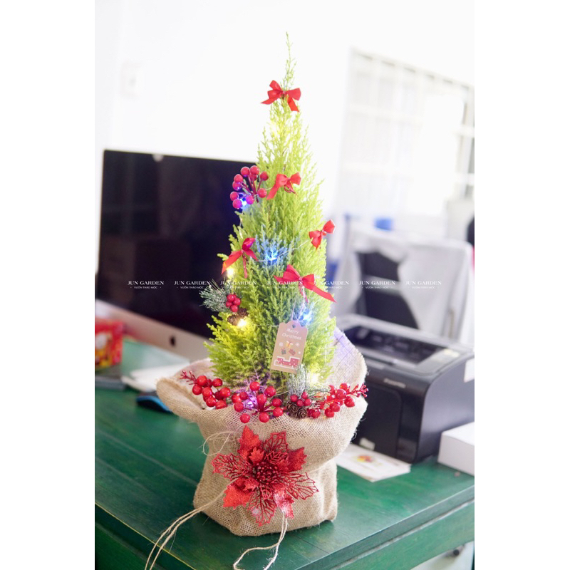 Tùng Thơm JUN GARDEN size tùng chanh