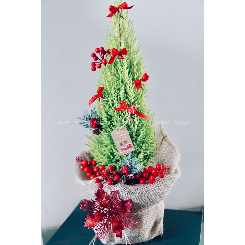 Tùng Thơm JUN GARDEN size tùng chanh