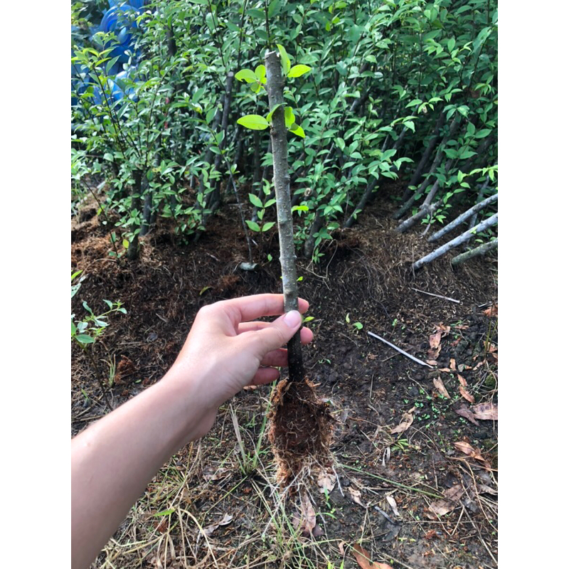 Cây giống Mai Nu Chiếu Thuỷ Gò Công (ảnh Thật) Boiboi.Organic, Rễ Khỏe