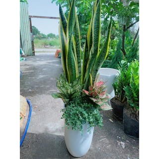 Chậu cây lưỡi hổ lớn tiểu cảnh