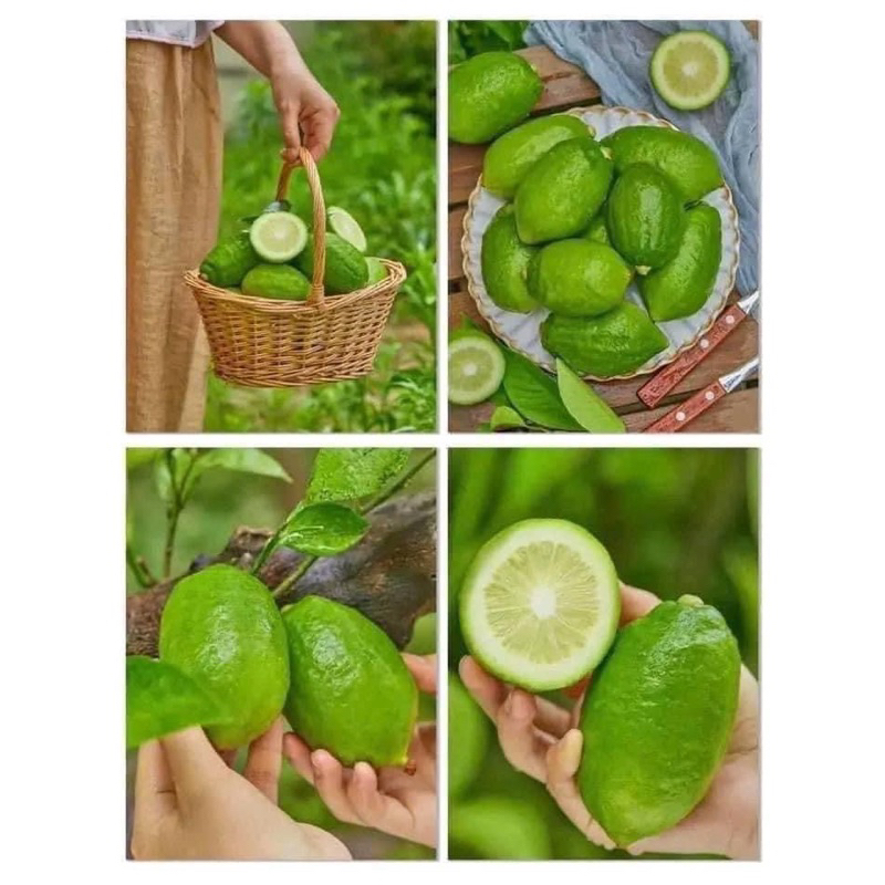 LẺ 1Kg chanh quảng đông chanh nước hoa ship hoả tốc sẵn SG