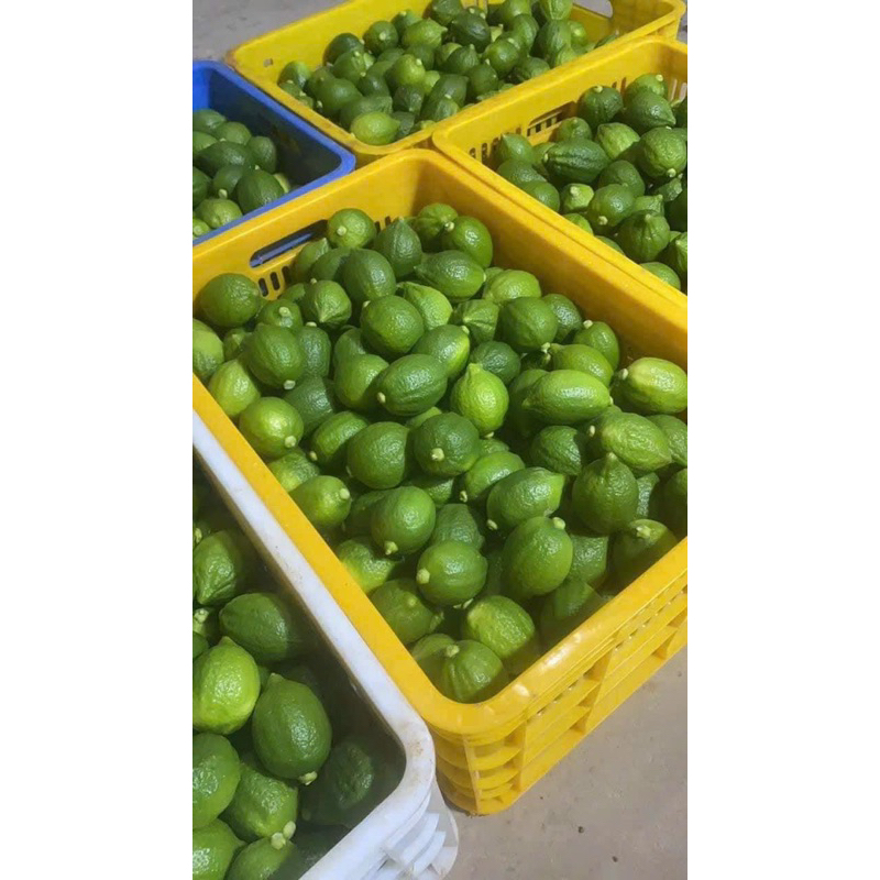 LẺ 1Kg chanh quảng đông chanh nước hoa ship hoả tốc sẵn SG