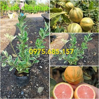 Cây chanh cẩm thạch