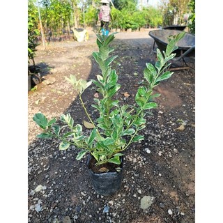 cây CHANH CẨM THẠCH ( cây ghép, chuẩn giống)