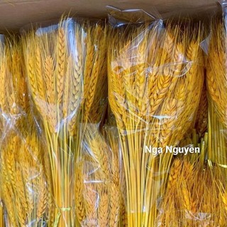 Combo 3 bó bông lúa mạch khô trang trí