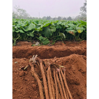 Củ Ngưu Báng Khô 100g