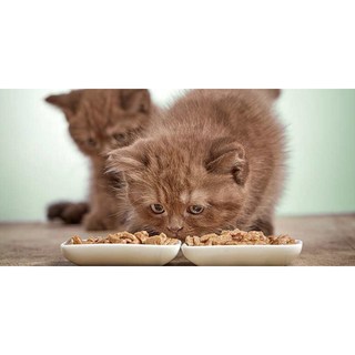 [Bao 20kg] THỨC ĂN MÈO MỌI LỨA TUỔI CATEYE KITTEN & CAT