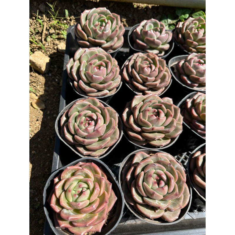 Sen đá Phale lá tròn