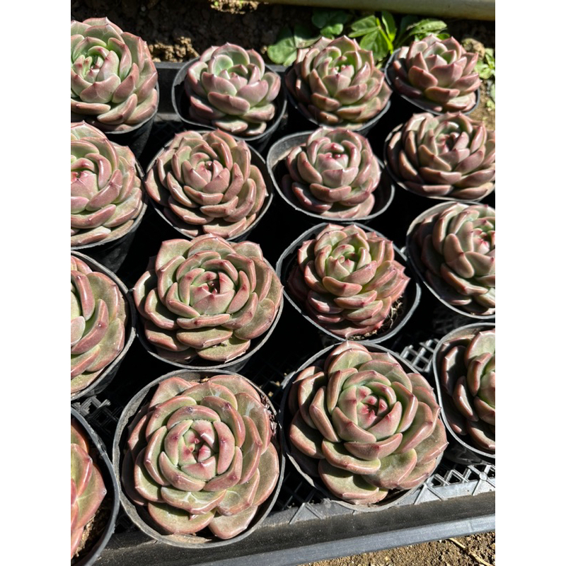 Sen đá Phale lá tròn