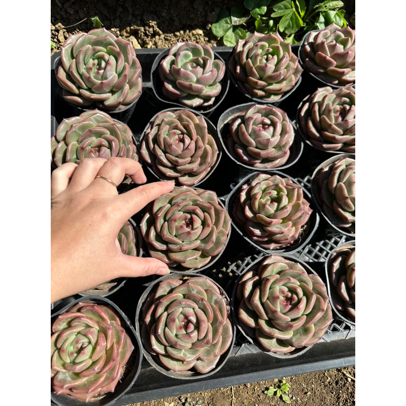 Sen đá Phale lá tròn