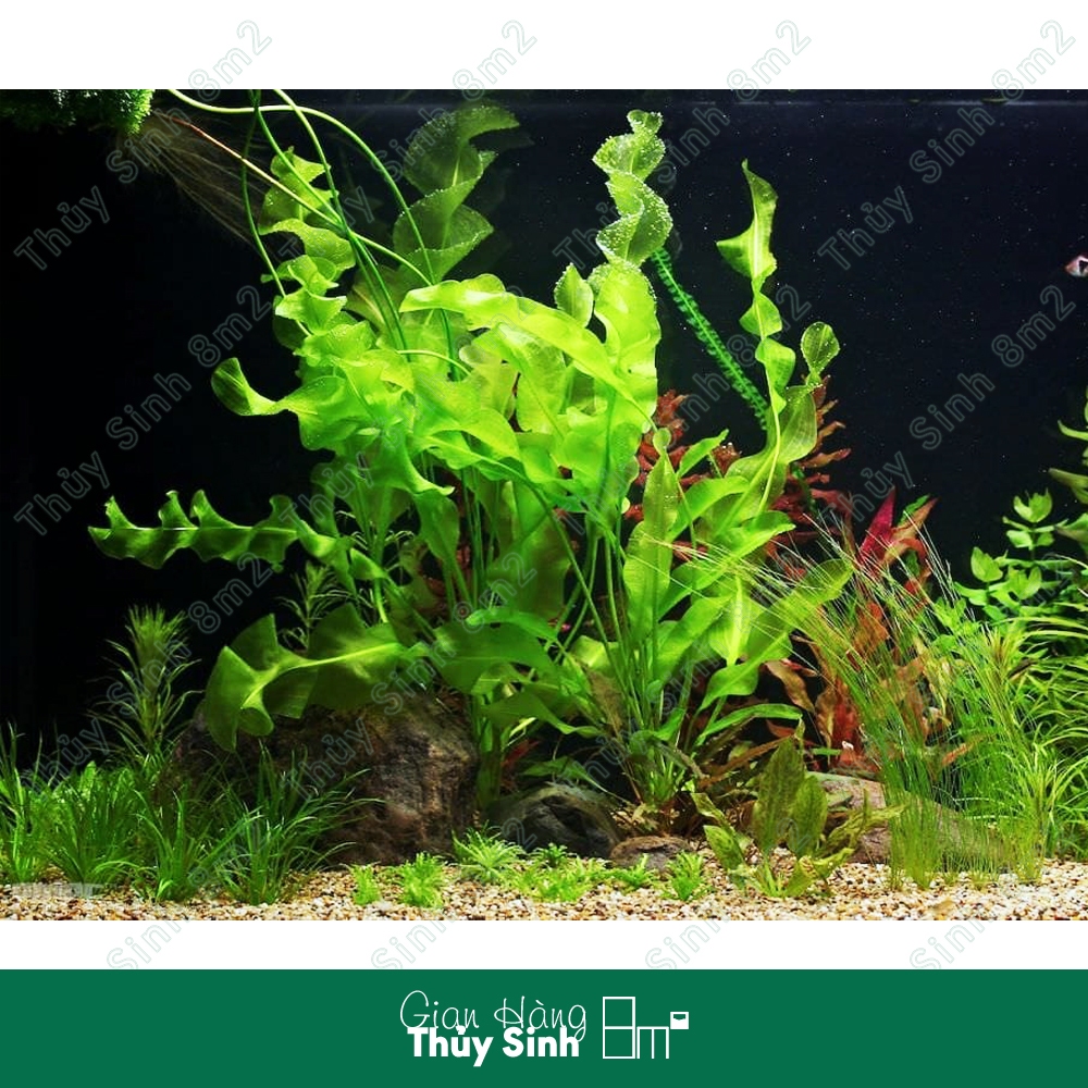 Choi Xoắn, Choi Nhăn, Cây Thủy Sinh KHÔNG CO2, Hậu Cảnh, Cắm Nền | 8m2