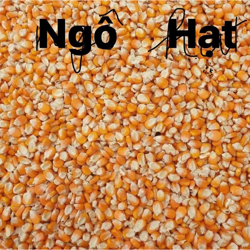 Ngô Hạt cho Gà , chim câu