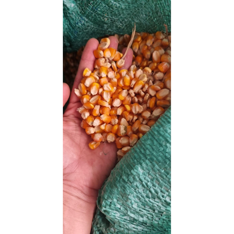 Ngô Hạt cho Gà , chim câu