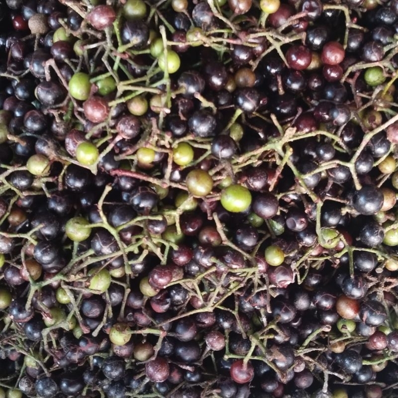 1 bình hơn 5kg nho rừng ngâm sẵn