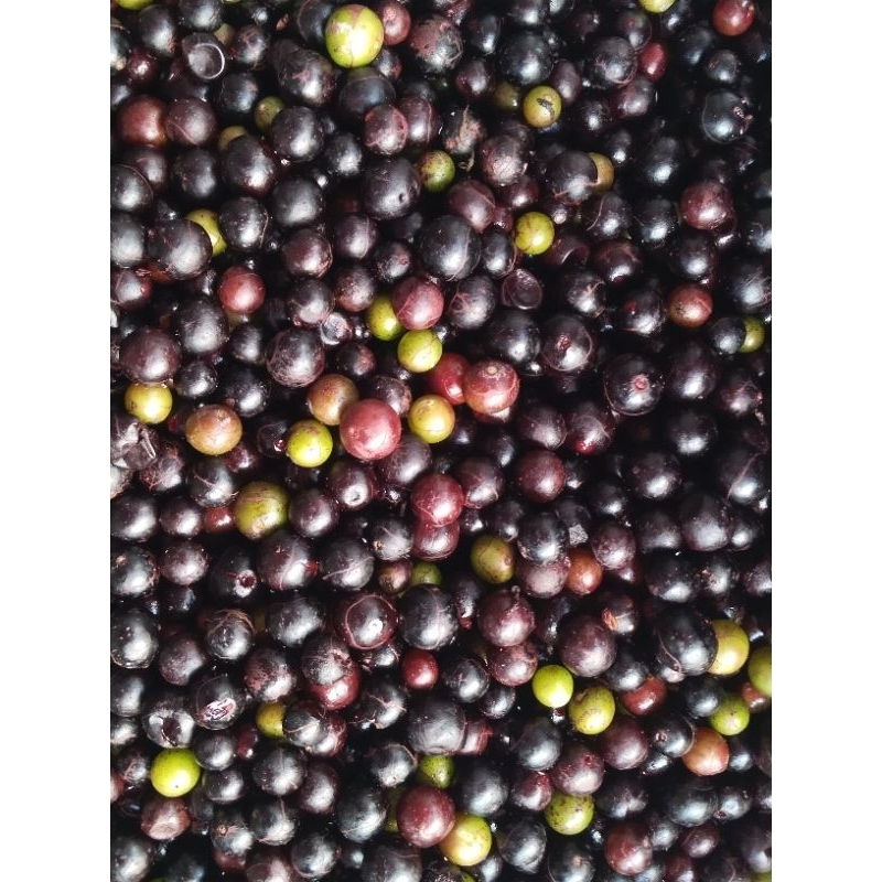 1 bình hơn 5kg nho rừng ngâm sẵn