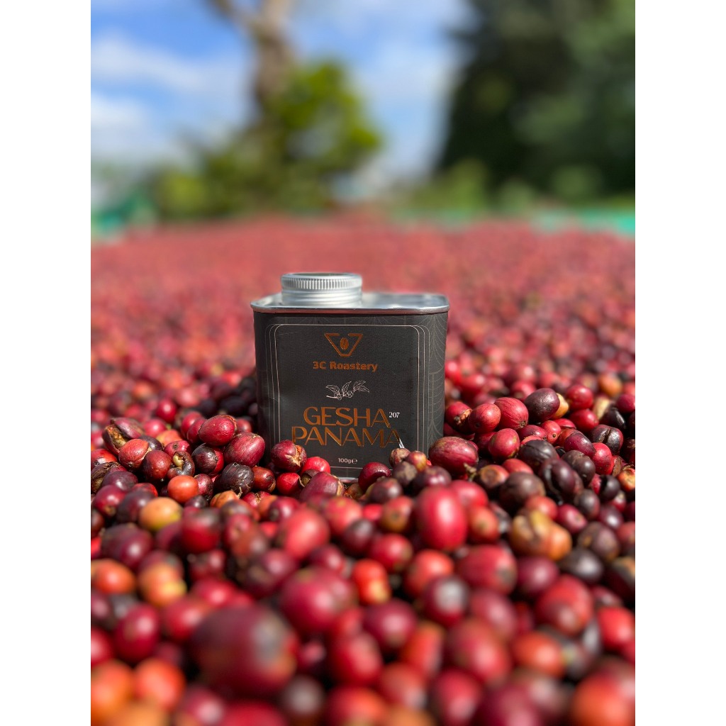 Cà phê Gesha Panama LOT178