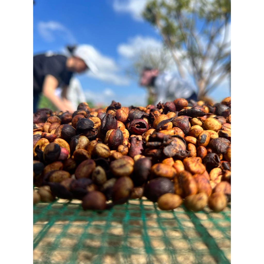 Cà phê Gesha Panama LOT178