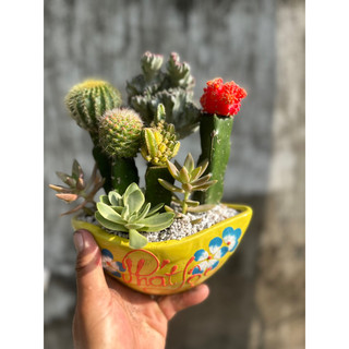 Chậu sứ xương rồng ghép nhiều màu thuyền trung