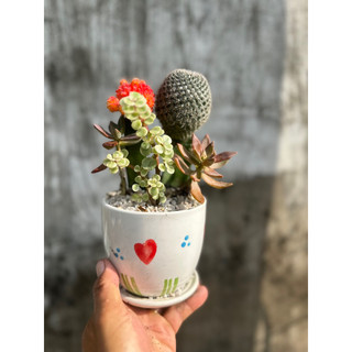 Chậu sứ cây xương rồng ghép nhiều màu