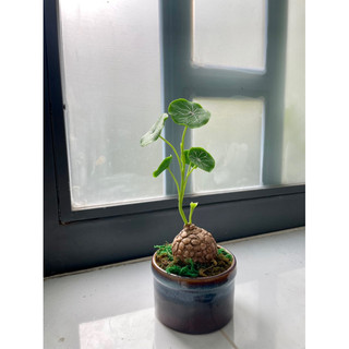 Củ Bình Vôi Thái làm bằng đất sét