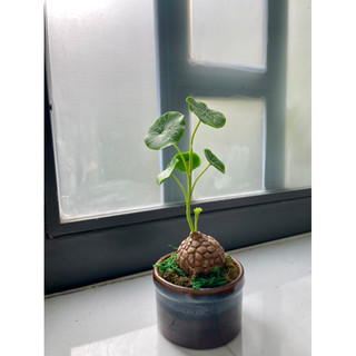 Củ Bình Vôi Thái làm bằng đất sét