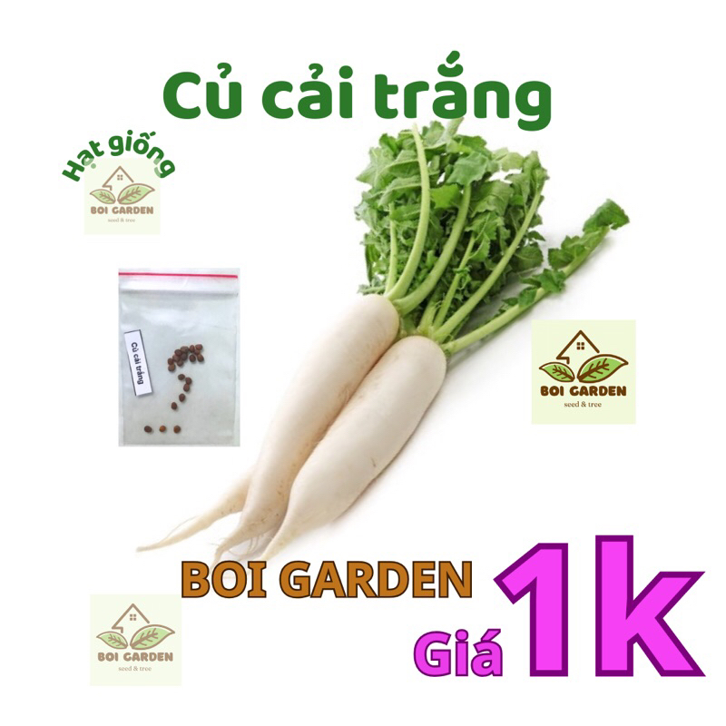 20 hạt Hạt giống CỦ CẢI TRẮNG