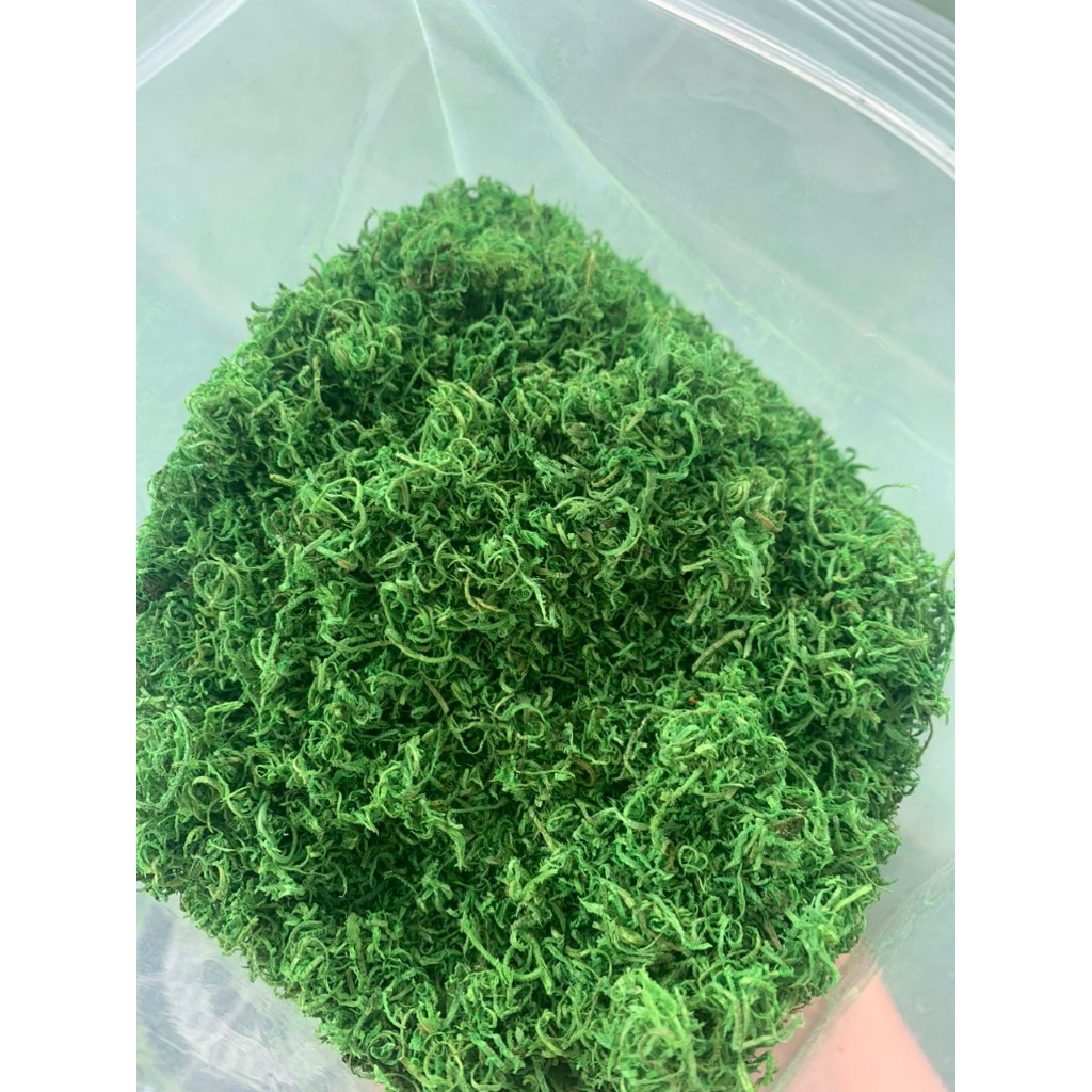 Cỏ Rêu Sợi Trang Trí Mô Hình Tiểu Cảnh