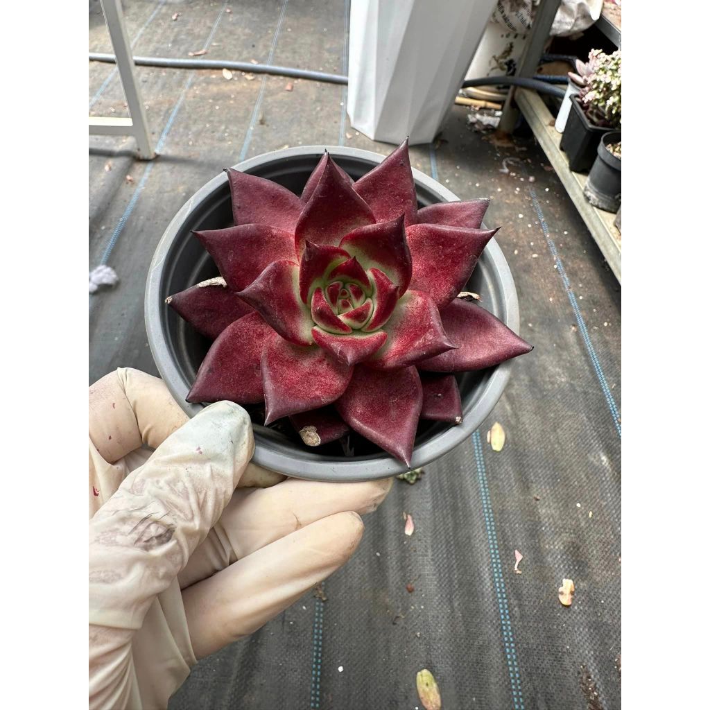 Sen đá đế đỏ