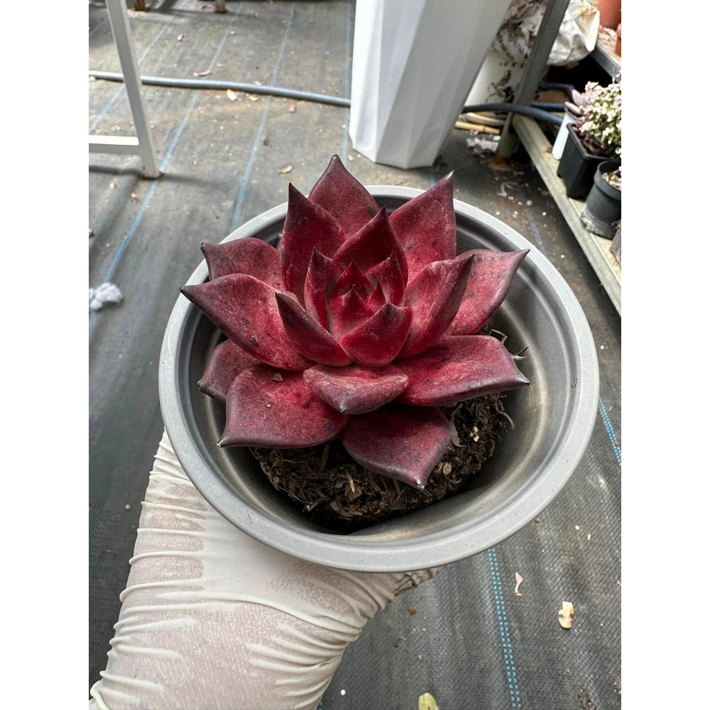 Sen đá đế đỏ