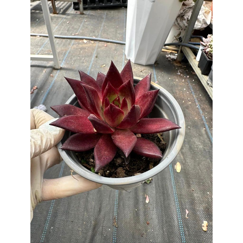 Sen đá đế đỏ