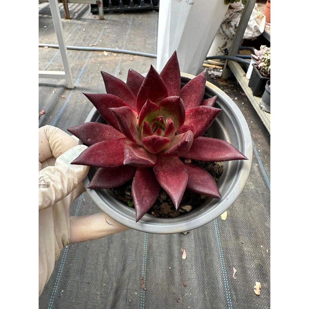 Sen đá đế đỏ