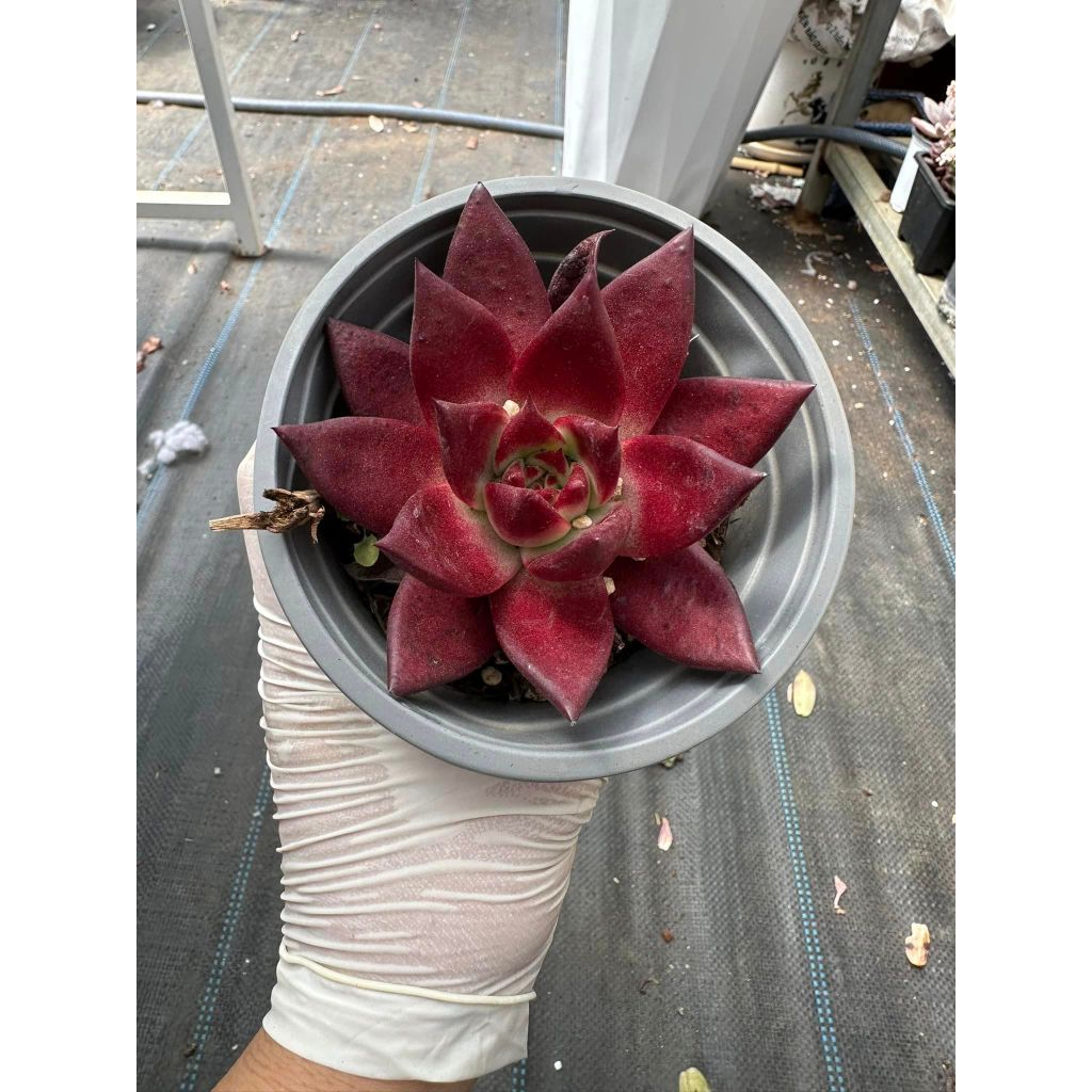 Sen đá đế đỏ