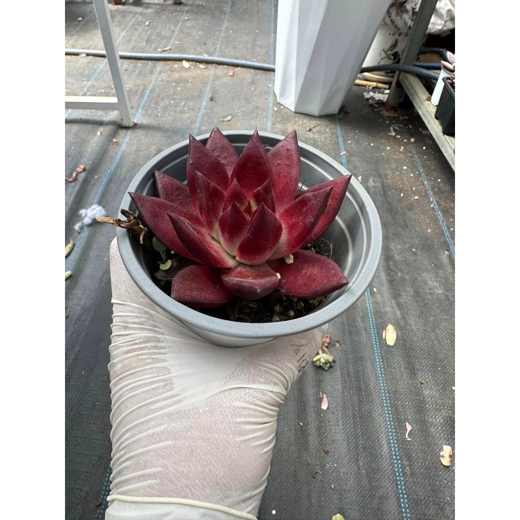 Sen đá đế đỏ