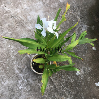 Ngải Tiên ( Hoa rất thơm)