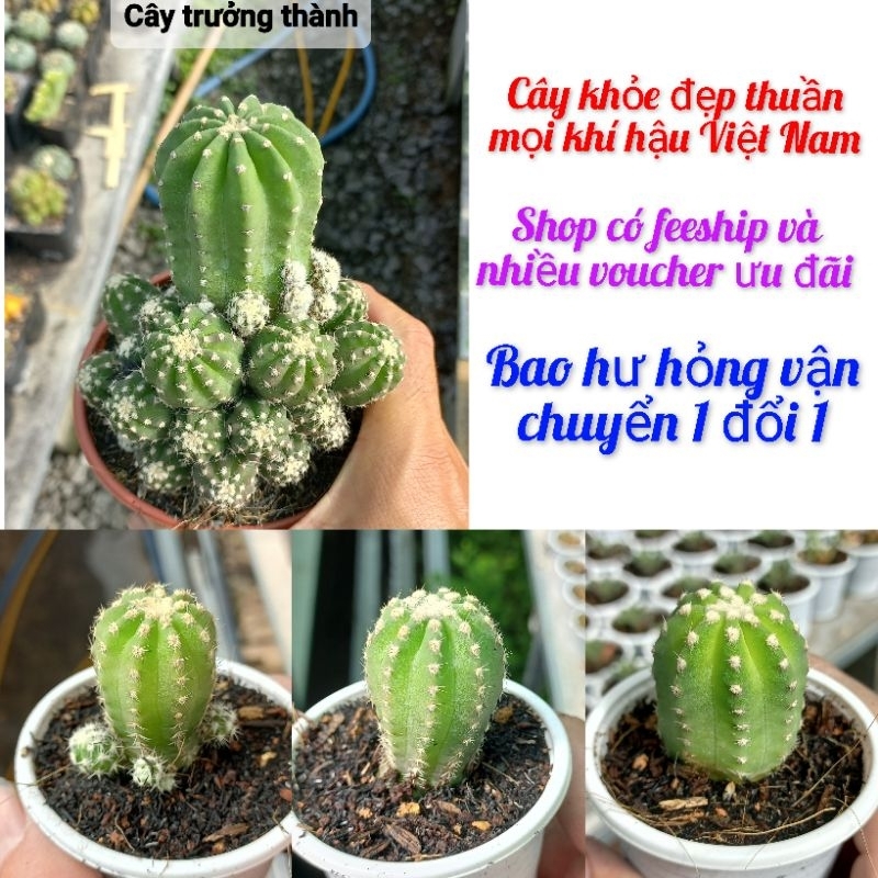 Xương rồng Echino bụi cây nhỏ (size cây 2,5cm đến 3cm)