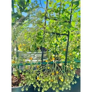 cà chua Triệu bông (10 hạt)