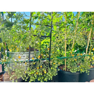 cà chua Triệu bông (10 hạt)