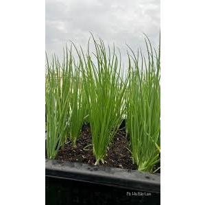 HẠT GIỐNG HÀNH BA CHÀI SIÊU ĐẺ NHÁNH