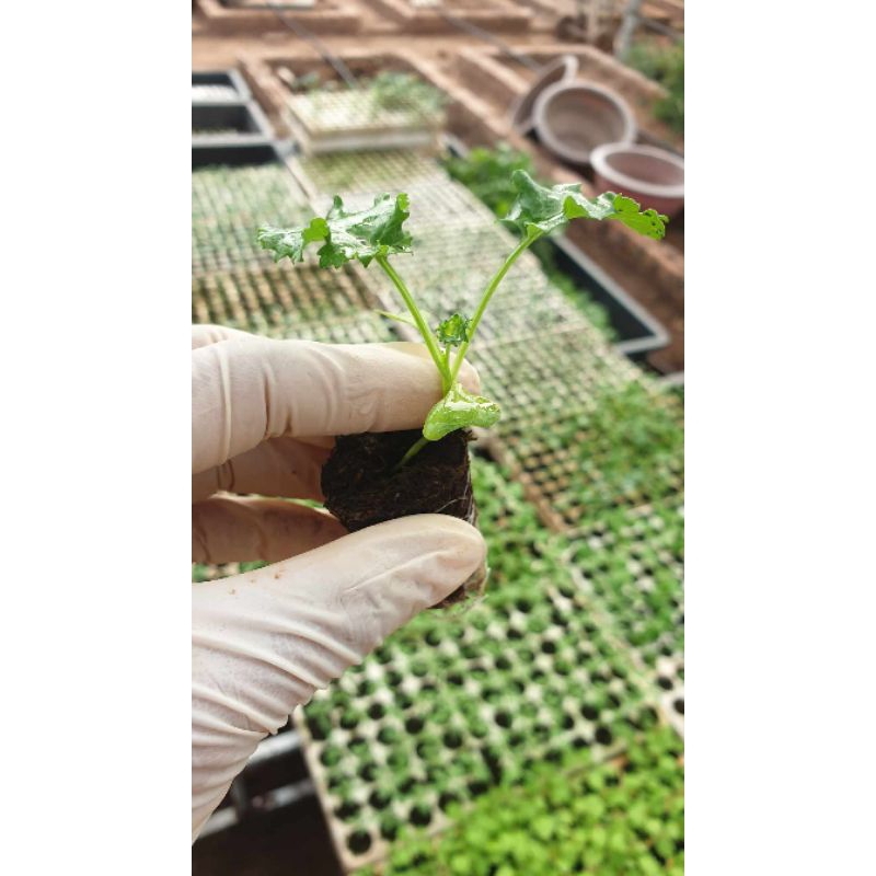 Combo 10 cây giống cải kale xoăn xanh