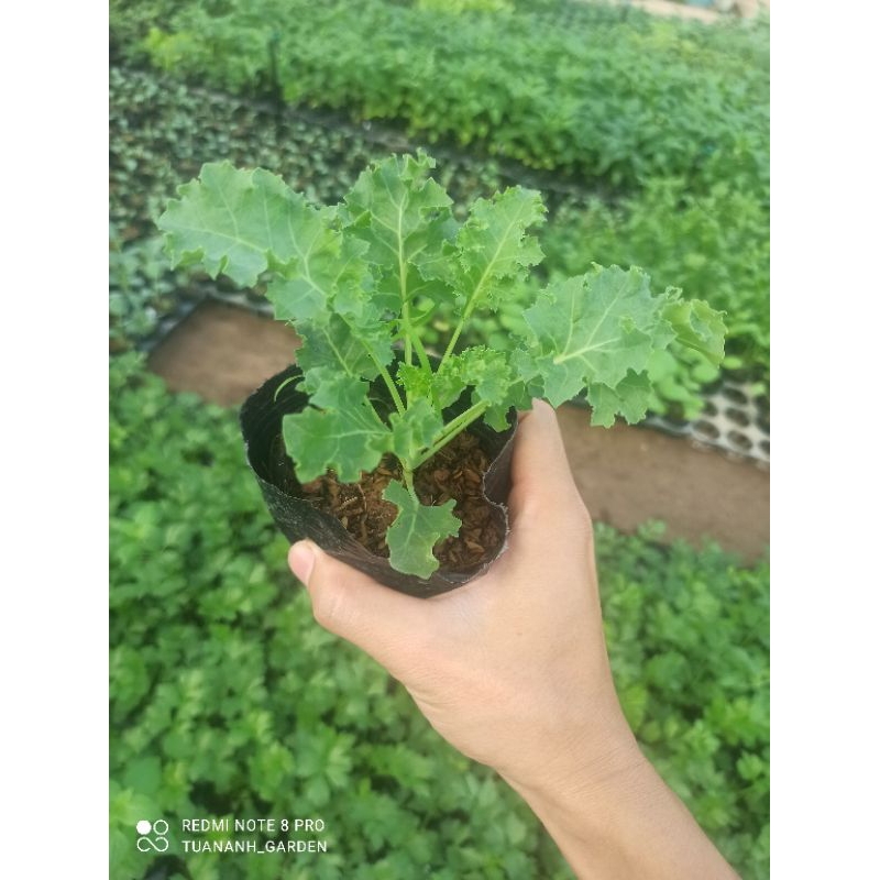 cây cải kale lá xoăn f1