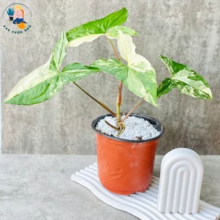 Cây trầu bà Syngonium Albo var trắng - Cây cảnh để bàn làm việc, trang trí nhà cửa