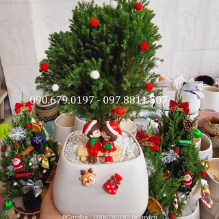 Tùng bồng lai tròn mix chậu để bàn