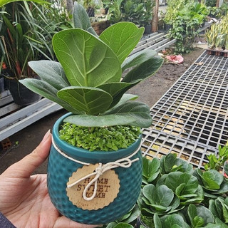 Bàng sing mix cỏ may mắn chậu sứ ngẫu nhiên