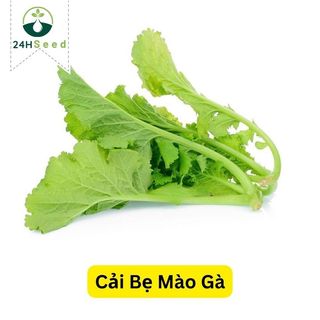 Hạt giống cải bẹ mào gà gói 20 gam 24HSeed