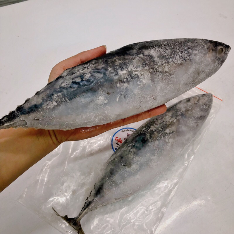 1KG CÁ NGỪ LOẠI NGON CHẮC THỊT(Lớn,Nhỏ)-Hoả Tốc